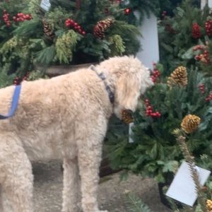 Meet your Posher, Haley